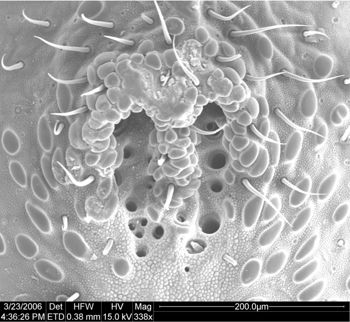 Media type: image;   Invertebrate Zoology 134693